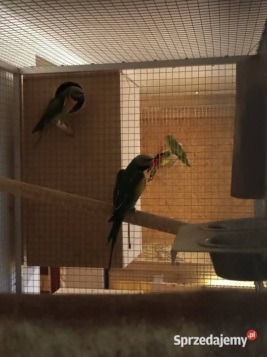 Sliwoglowe i rozowopiersne Żory