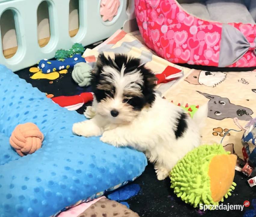 York Biewer cudeńko z Bajki Do odbioru Wrocław