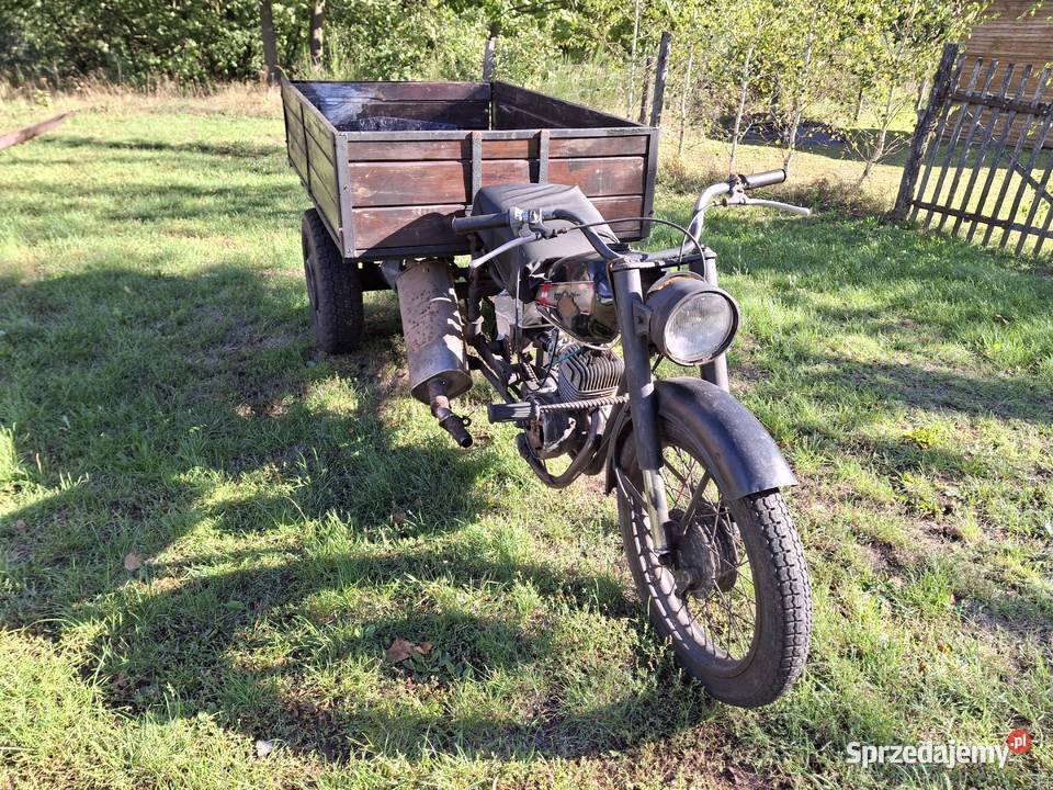 Dzik lubuskie Podła Góra