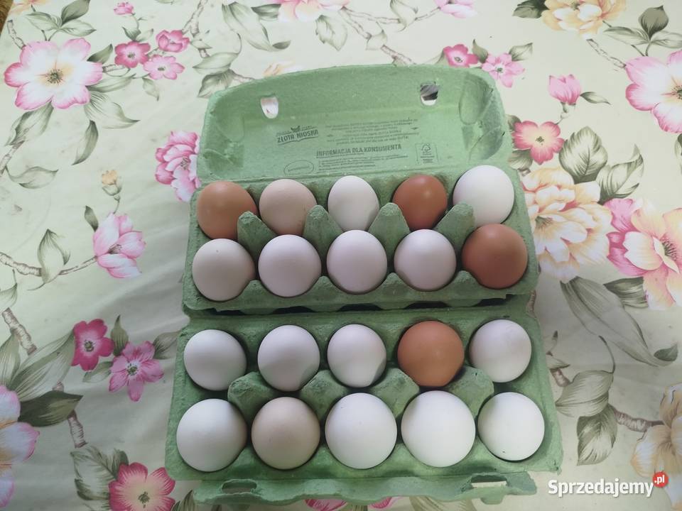 Jajka wiejskie z dowozem Hodowla drobiu Krośniewice