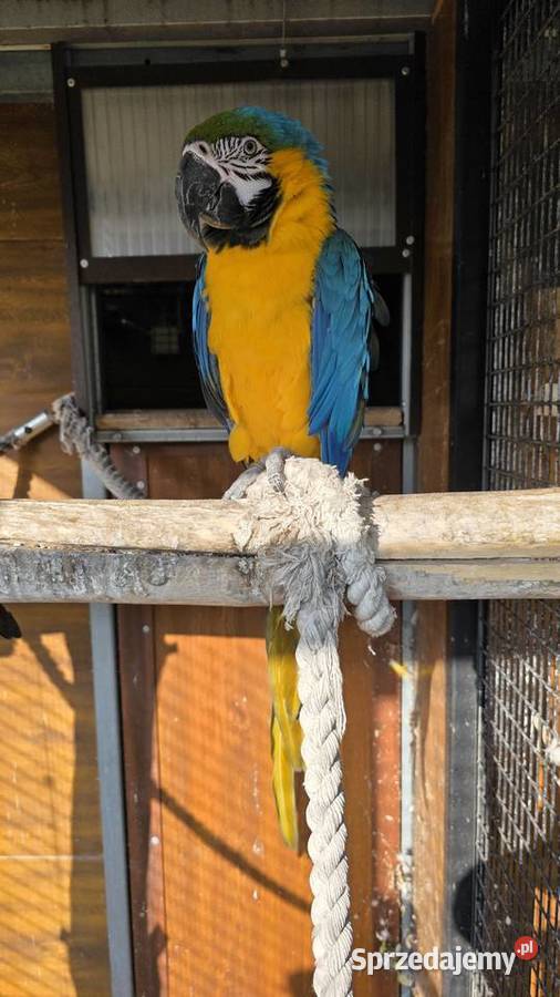 Ara Ararauna Ornontowice