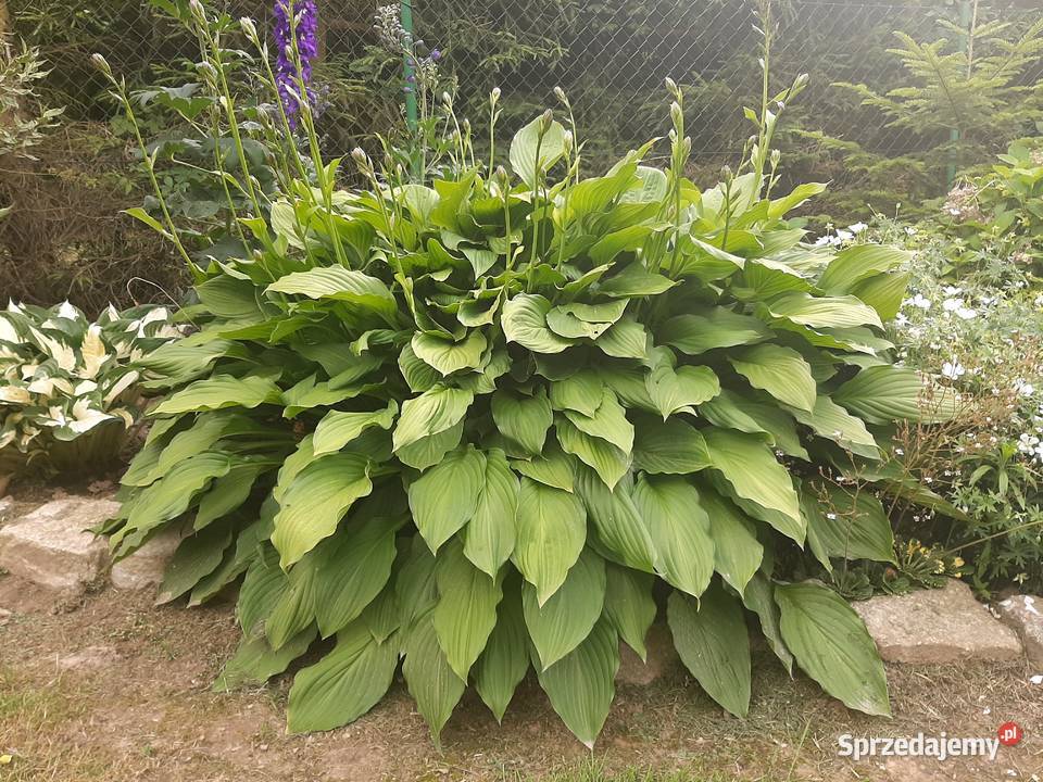 Hosta funkia gigant zielona Rabatowe lubelskie