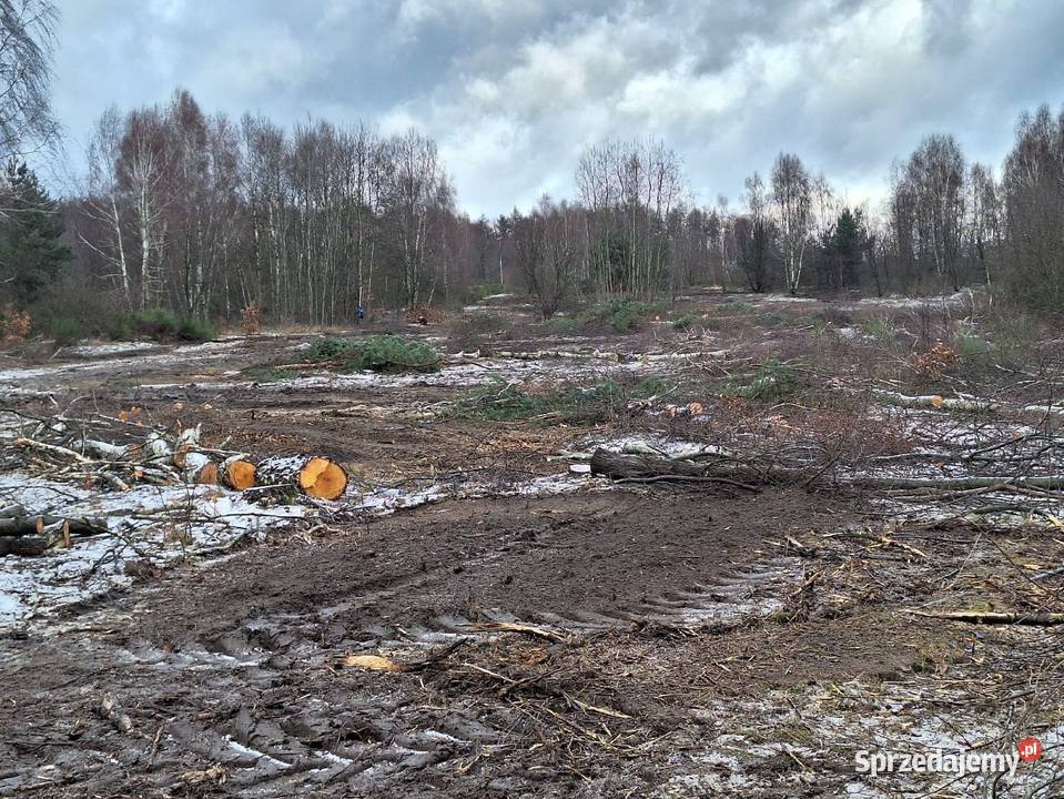 Wycinka drzew Czyszczenie działek Mulczowanie Pabianice