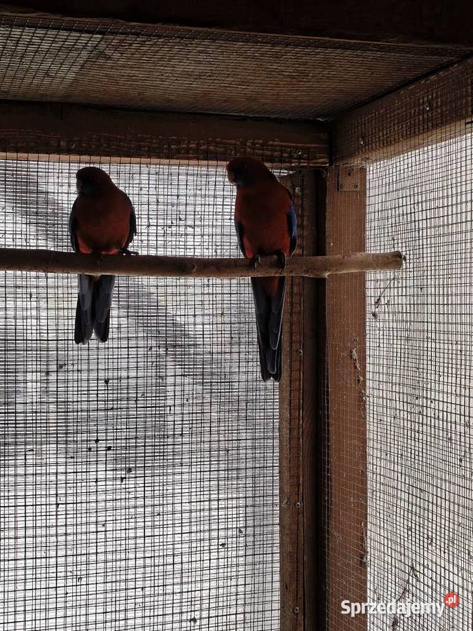 Rozella Królewska para 2019 roku Myślenice sprzedam