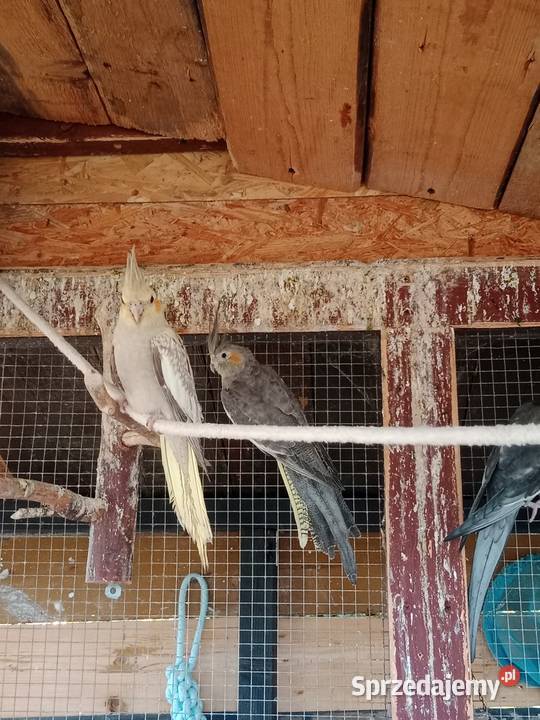 Młode nimfy Warszowice