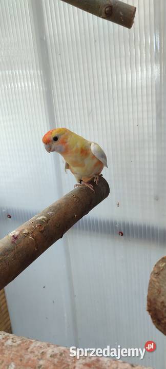 Sprzedam samca Rozelli Królewskiej Środa Wielkopolska