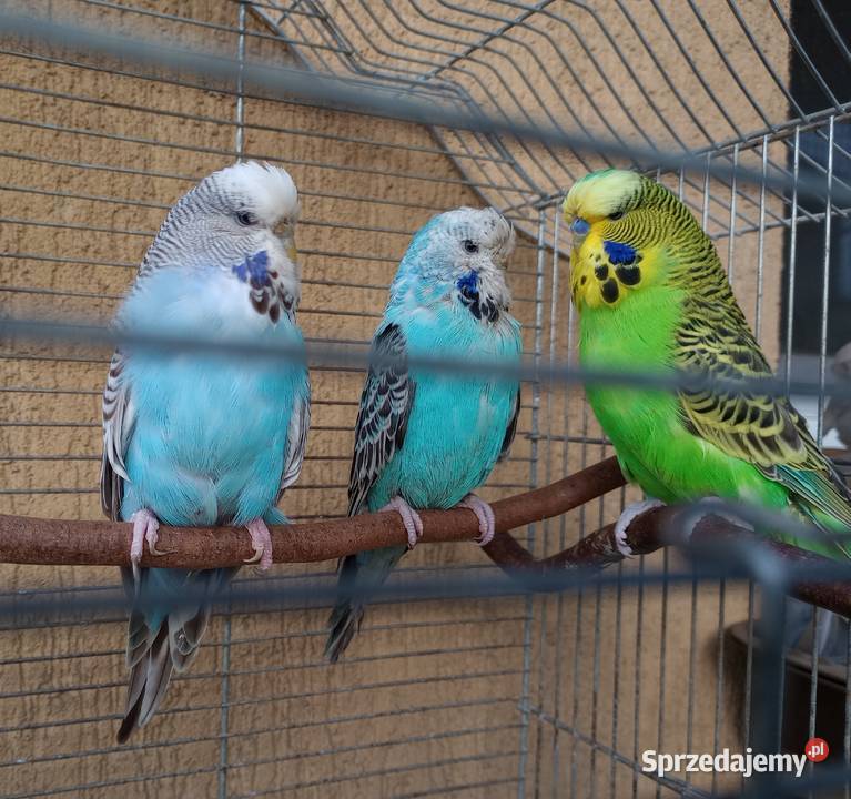 Papugi faliste wpf sprzedam