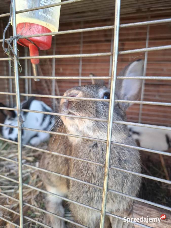 Młody królik około 10 tygodni Wadowice Górne