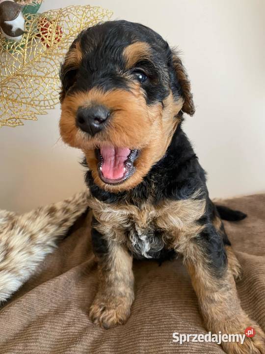 Szczenię Airedale Terrier Mogilno