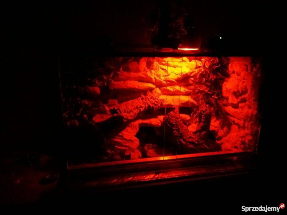 Pyton Krolewski regius profesionalne terrarium Gniezno