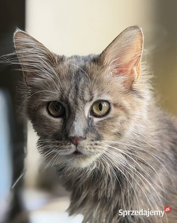 Kotka Maine coon szylkretka 8 miesięcy Warszawa
