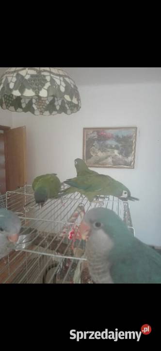 Ara Marakana Recznie Wykarmiona Samica 2025r DNA Warszawa sprzedam