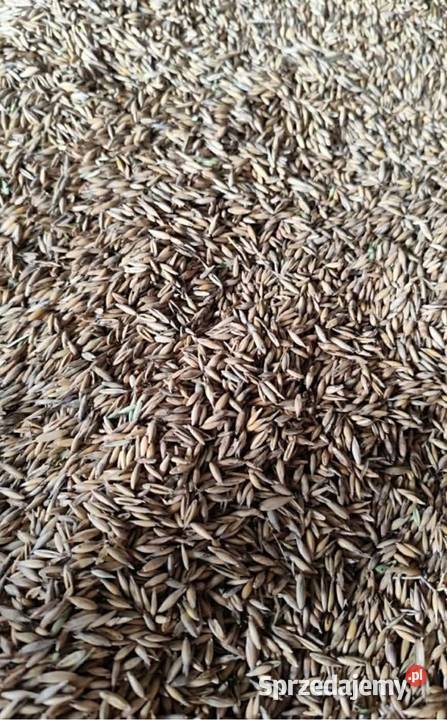 Owies tegoroczny nie pryskany Miejsce Piastowe sprzedam