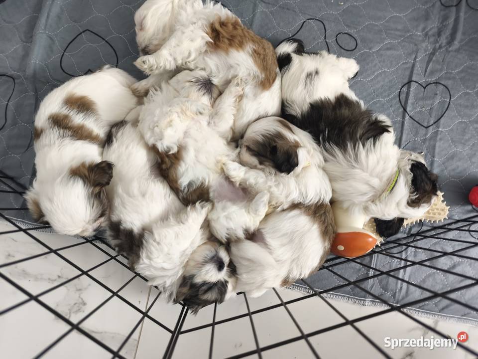 Shih tzu szukają domów warmińsko-mazurskie Mrągowo