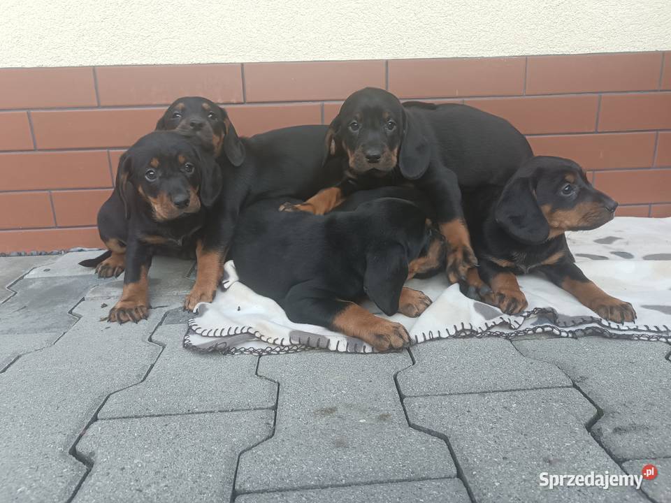 Szczeniaki gończy polski Limanowa