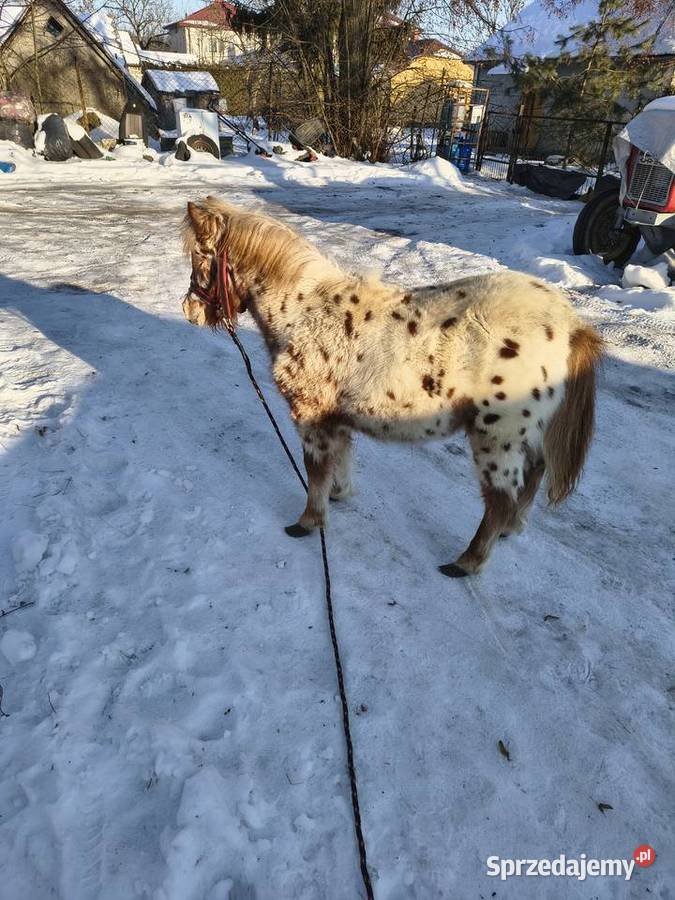 Kuc kucyk ogierek Krasnystaw