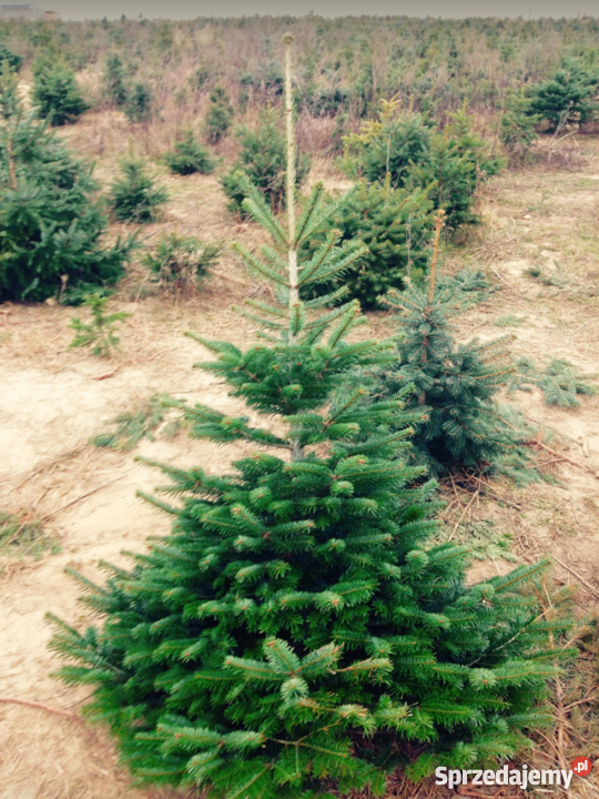 Jodła kaukaska 80300 Polski Producent Hurt i wielkopolskie Osieczna sprzedam