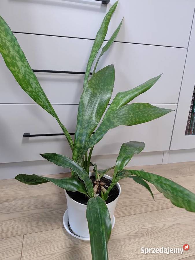 Sanseveria Aubrytiana Dragon podkarpackie