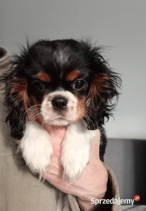 Cavalier King Charles Spaniel suczka Tricolor Cavalier King Charles Spaniel Częstochowa