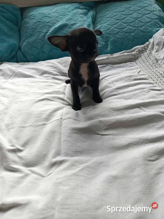 Czarny piesek Chihuahua szuka kochającego domu