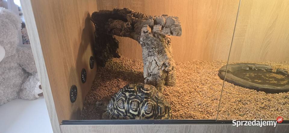 Żółw lamparci i terrarium Gdańsk