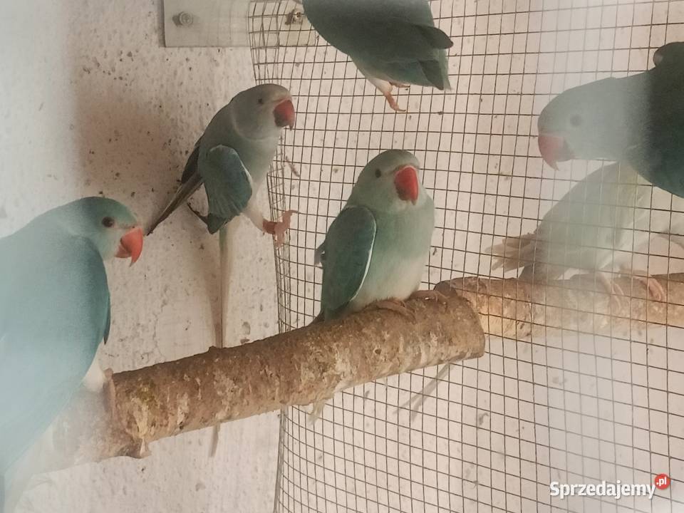 Aleksandretty Strzelce Opolskie