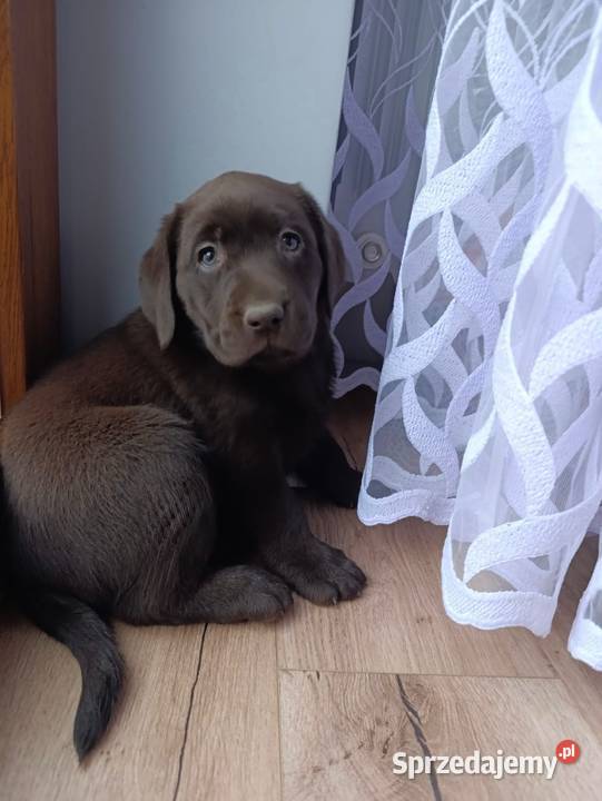 pieski Labrador czekoladowy i czarny Tarnów sprzedam