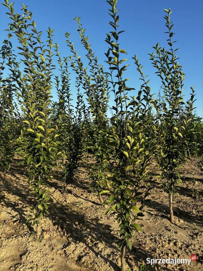 Drzewa alejowe lipa głóg śliwa brzoza klon grab Sompolno