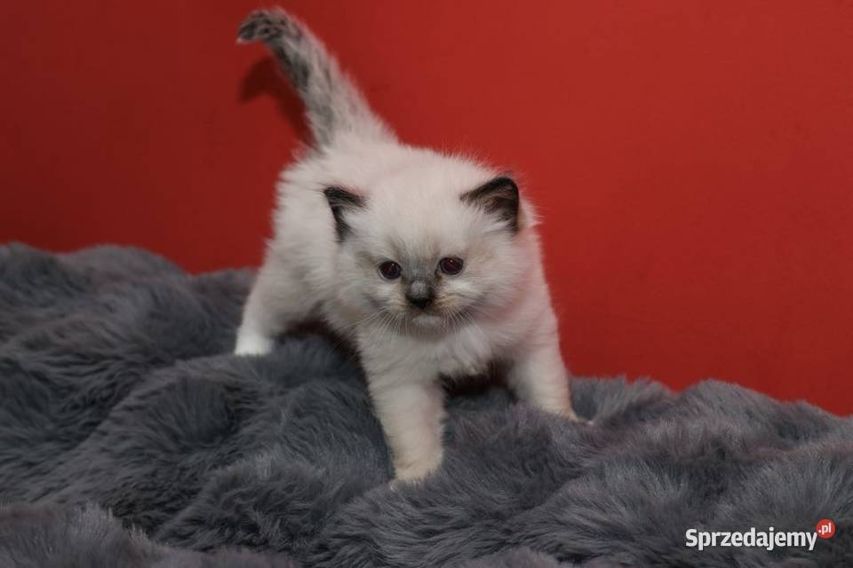 Ragdoll kocięta o umaszczeniu seal mitted Piorunówek