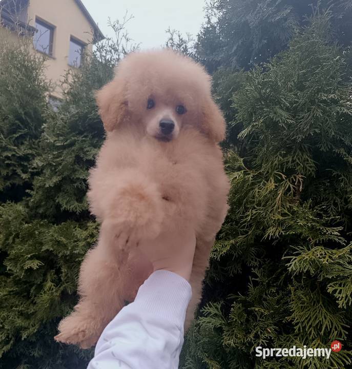 Pudel Toy z dokumentami FCI bez wad Kielce