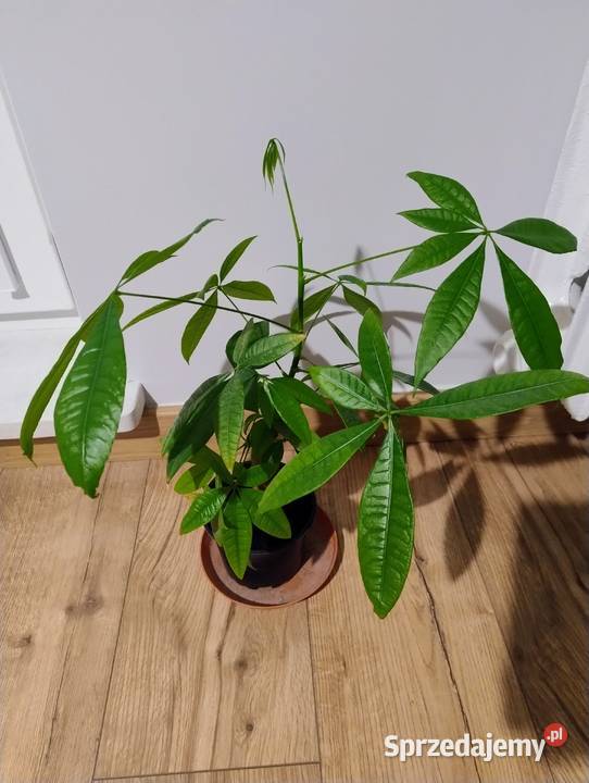 Pachira wodna Pachira aquatica 45 Poznań