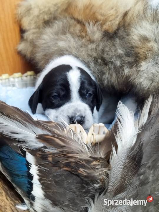 Szczenięta wyżle niemieckim Bircza