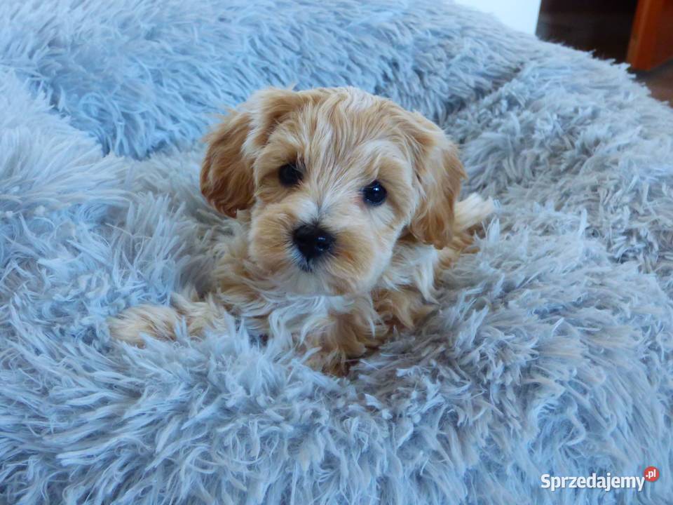 Suczka rasy Maltipoo świętokrzyskie Kielce