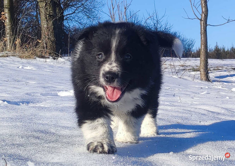Piękna Rasowa Suczka Border Collie z pełną dok Pozostałe Iwonicz
