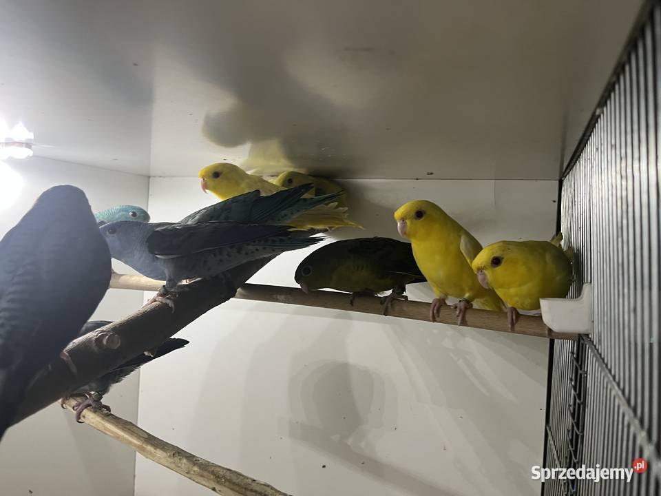 stokówki prążkowane katarzynki Przeworsk