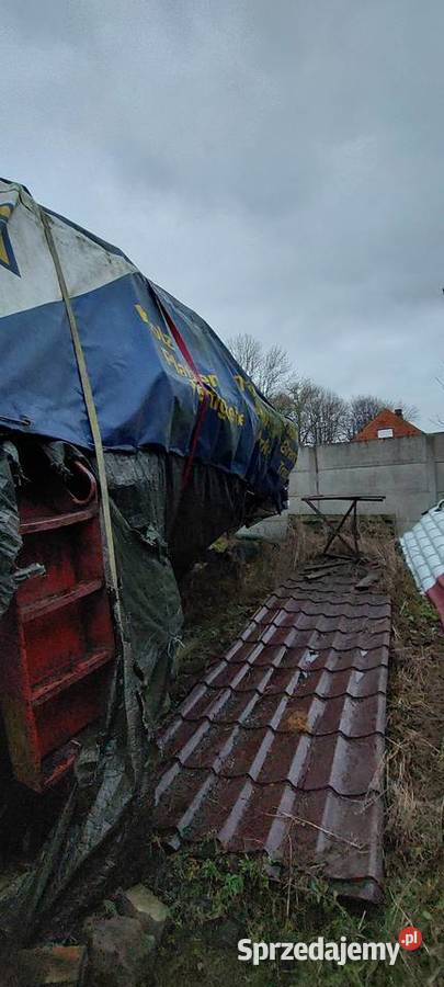 Bizon zo50 zachodniopomorskie Kusin