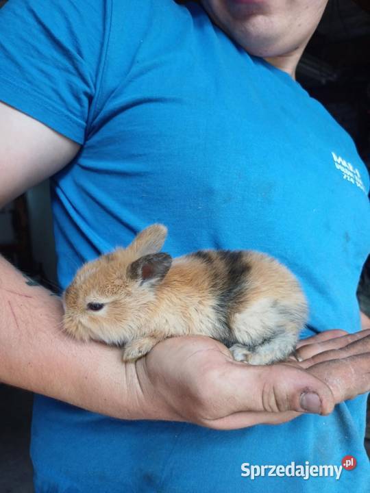Sprzedam króliki miniaturki pomorskie Chojnice