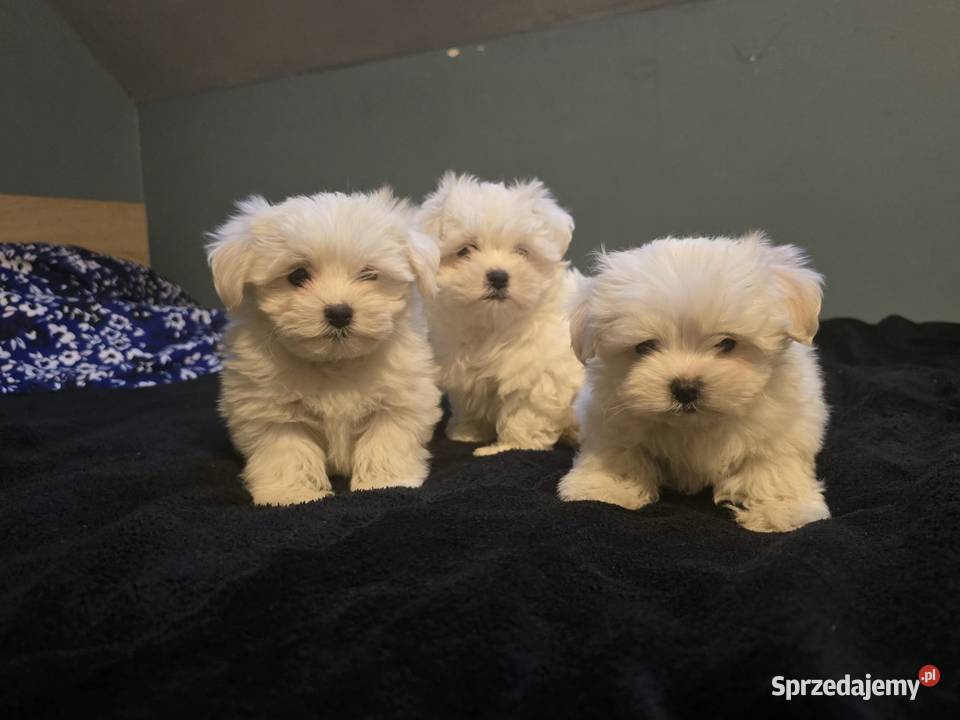 Maltańczyk maltanczyki sprzedam