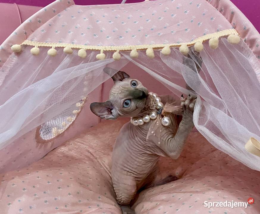 Sfinks elf księżniczki łyse Rodowód Zawiercie