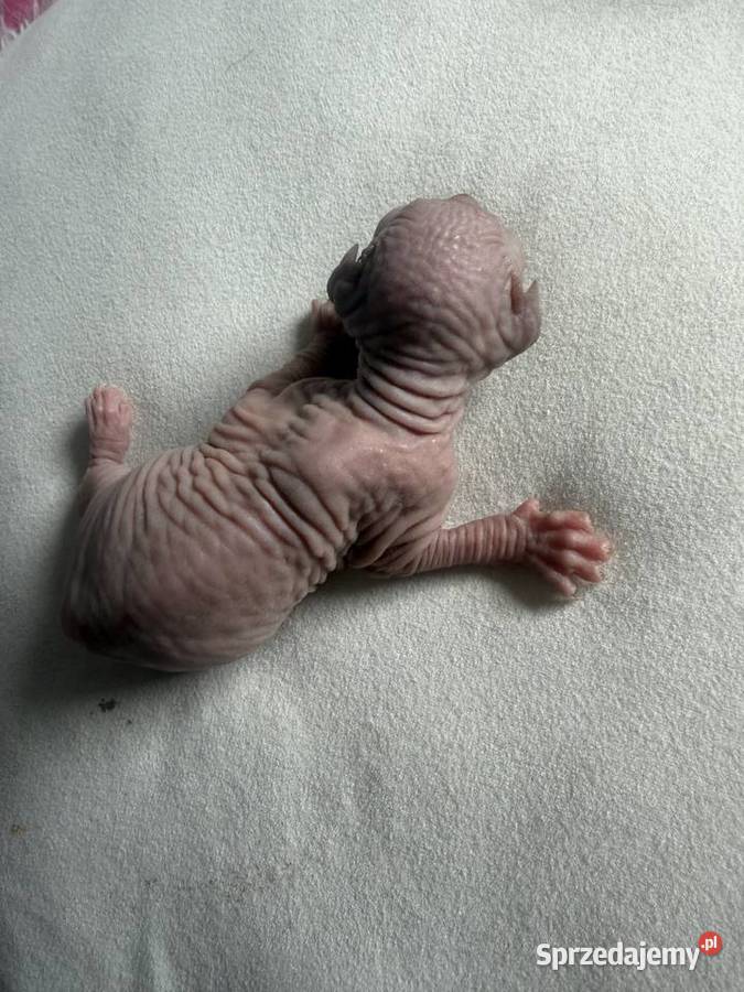 Kotki do rezerwacji odbiór Wielkanoc Łódź