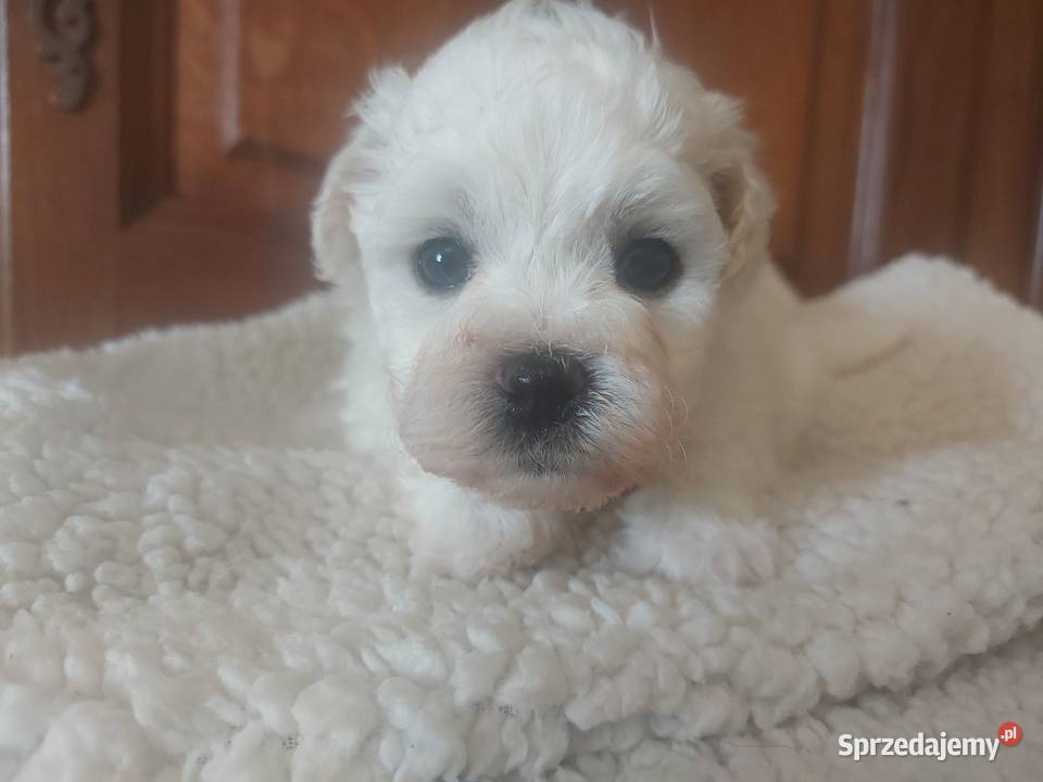 Bichon frise Fci