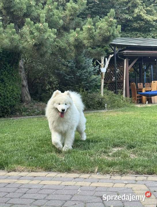 Samojedsamoyed Pojałowice