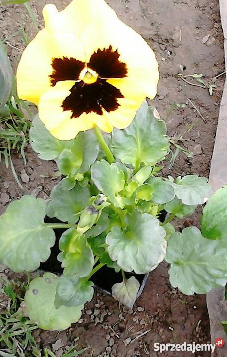 Kwiaty doniczkowe i ogrodowe małopolskie Czernichów sprzedam