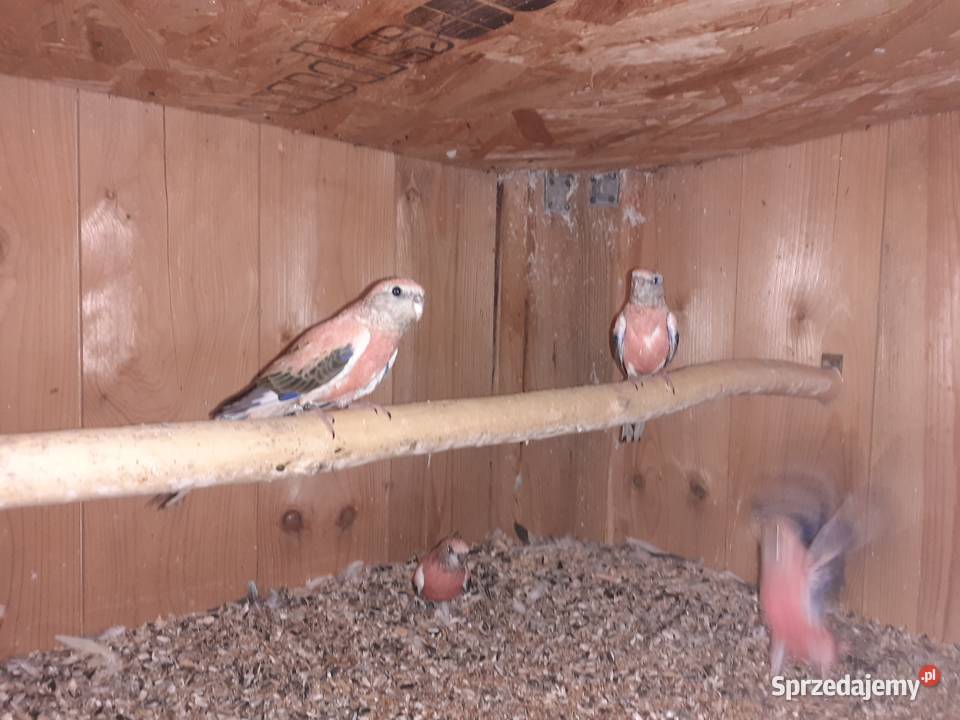 Papugi lilianki Osieck sprzedam