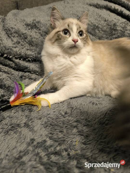 Kocięta Syberyjskie łódzkie