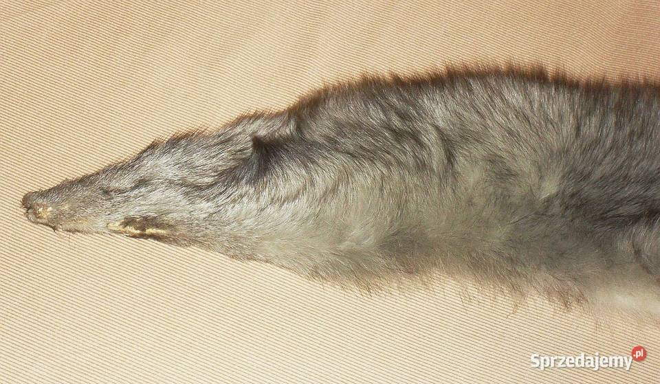 Kołnierz z lisa długość 103 szerokość do 18 Gliwice sprzedam