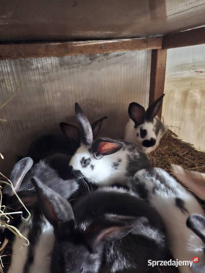 Sprzedam króliki mieszance srokacz z belgiem Skarszewy