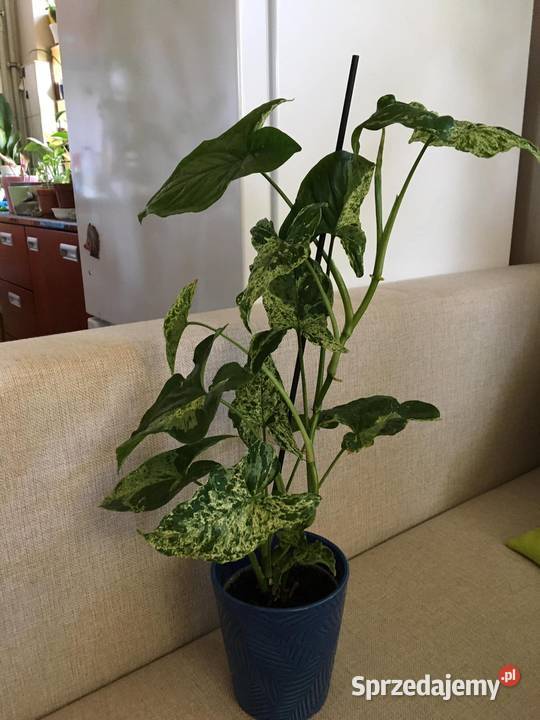 Syngonium Motled mojito Warszawa sprzedam
