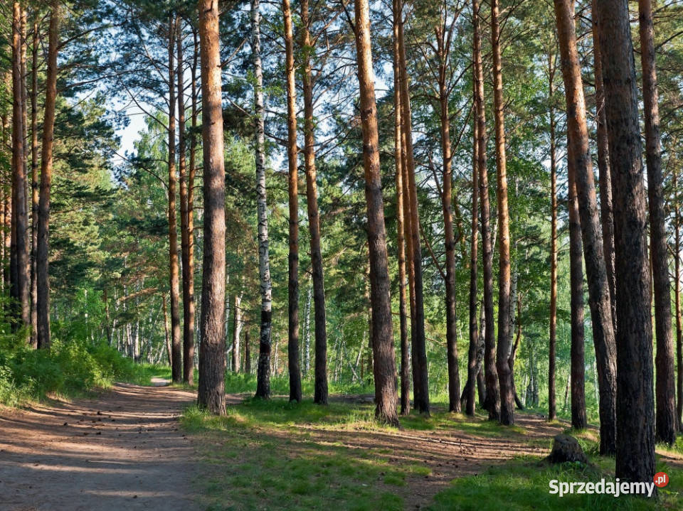Działki budowlane w lesie wodą 105zł/m2 Purda