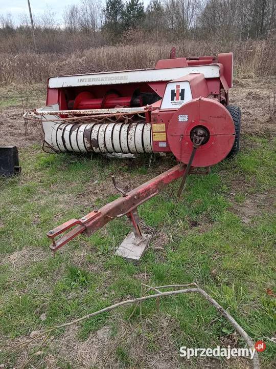 Sprzedam prase kostke Skronina sprzedam